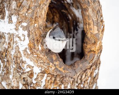 Nuthatch sits near hollow of a tree trunk. Eurasian nuthatch or wood nuthatch, lat. Sitta europaea, Stock Photo