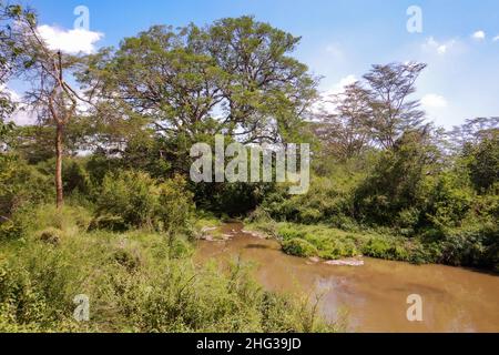 Scenic view of acacia trees growing along Athi River in Nairobi National Park, Kenya Stock Photo