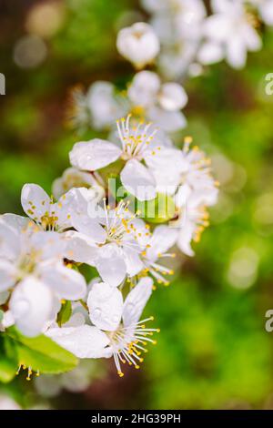 Blooming fruit tree. White flowers with raindrops on a bright blurred vertical background with bokeh. Selective focus. Spring mood. Stock Photo