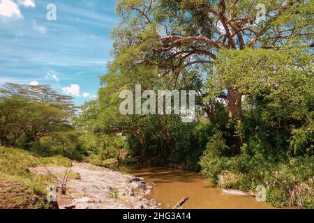 Scenic view of acacia trees growing along Athi River in Nairobi National Park, Kenya Stock Photo