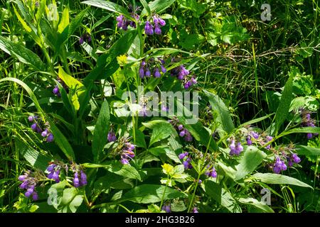 Beinwell Pflanze, mit lila, violett farbener Blüte Stock Photo