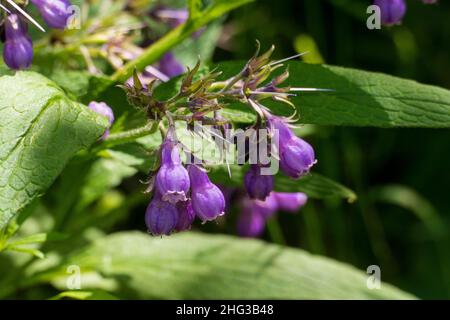 Beinwell Pflanze, mit lila, violett farbener Blüte Stock Photo