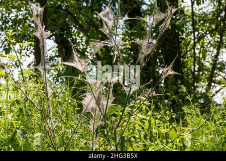 Busch, Strauch mit Spinnweben überzogen Stock Photo Alamy