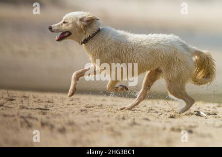 Dog ran on the beach Stock Photo - Alamy