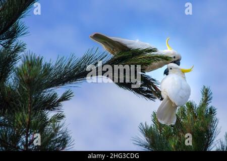 Two sulphur-crested cockatoos (Cacatua galerita) on a pine tree, Australia Stock Photo