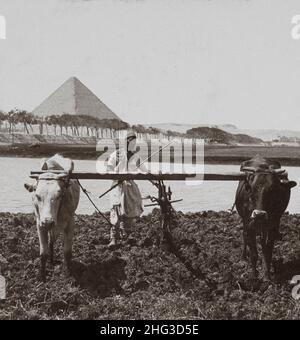 Vintage photo of Egyptian fellah with pyramids of Giza on background. Tilling the soil as in ancient days, Egypt. 1899 Stock Photo