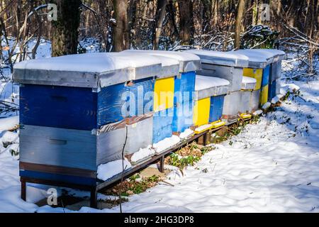 Colorful wooden beehives, covered with snow in an evergreen forest. Stock Photo
