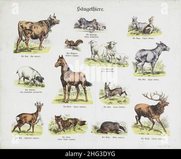 The 19th century vintage illustrations of domestic and wild animals. Mammals. 1870 Color lithograph of animals: cow, cat with kittens, goats, squirrel Stock Photo