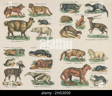19th century vintage illustration of wild animals. 1835 Canis aureus, jackal, Catus ferus, wildcat, Nasua solitaria, coati, Lutra vulgaris, otter, Cer