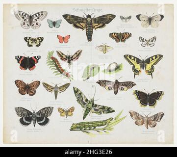 Acherontia atropos, The Deaths Head Hawkmoth - Color Acherontia atropos, The Deaths Head Hawkmoth - Color