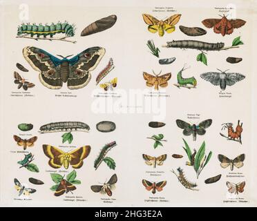 The 19th century vintage illustrations of butterflies. 1835 Gastropacha Castrensis, lappet, Lasiocampidae, Saturnia Pyri, giant peacock moth, great pe Stock Photo