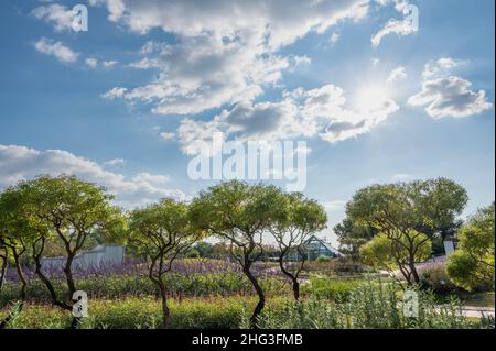 Sunlight between the trees in the garden and the clouds in the clear blue sky. Stock Photo