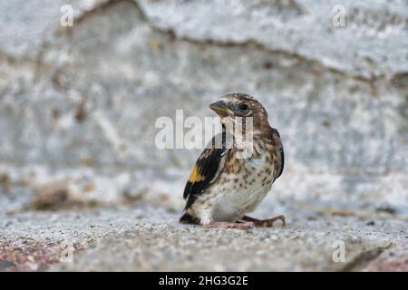 A young European Goldfinch (Carduelis carduelis). It's sitting on the ground. Stock Photo