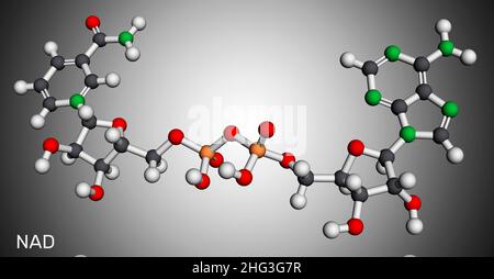 Nicotinamide adenine dinucleotide (oxidized form, NAD+) molecule. It is coenzyme, found in nature and is involved in numerous enzymatic reactions. Mol Stock Photo