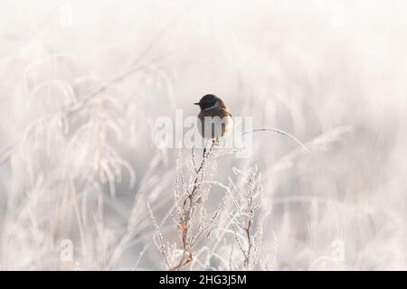 Male stonechat (Saxicola rubicola) perched on frost-covered plant among white frosty grasses, January winter scene, UK Stock Photo