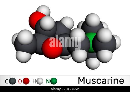 Muscarine or muscarin molecule. It is toxic alkaloid found in Amanita muscaria, fly fungus. Molecular model. 3D rendering. Illustration Stock Photo