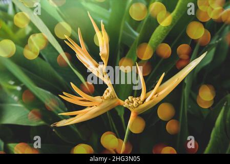 Festive Background With Natural Bokeh And Bright Golden Lights . Vintage Magic Background With color Stock Photo