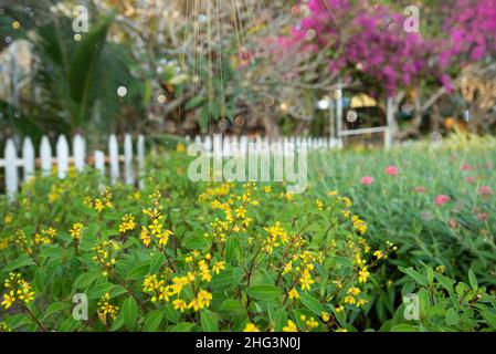 Festive Background With Natural Bokeh And Bright Golden Lights . Vintage Magic Background With color Stock Photo