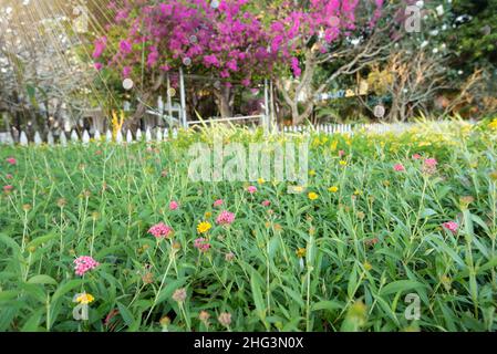 Festive Background With Natural Bokeh And Bright Golden Lights . Vintage Magic Background With color Stock Photo