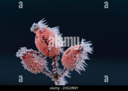 closeup of three red rose hips growing on branch covered with ice crystals in winter against dark blue background Stock Photo