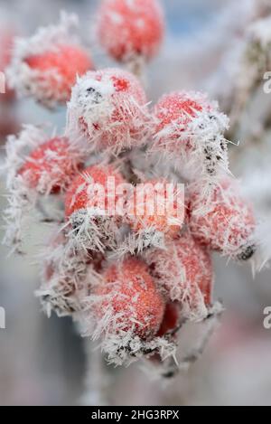 closeup of red rose hips growing on the bush covered with ice crystals in winter Stock Photo