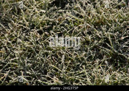 unique Ice crystals on green grass close-up with sun light bokeh Stock Photo