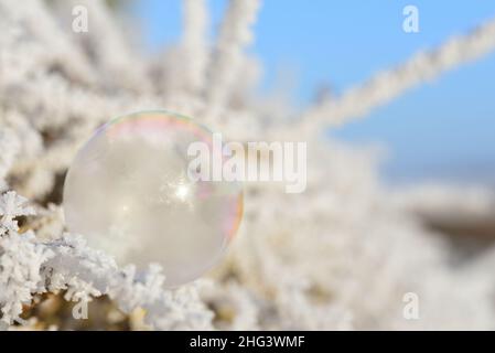 Close-up of a soap bubble slowly freezing and hanging on frosty branches in winter, with space for text, outdoors Stock Photo
