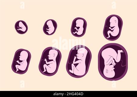 Set of fetal development moments Vector illustration Stock Vector Image ...