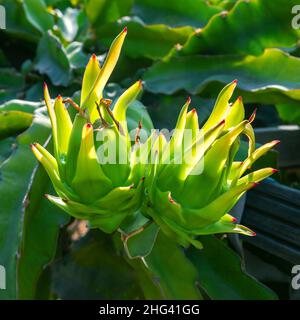 Closeup of two unripe dragon fruits on a plant at dragon fruit plantation Stock Photo