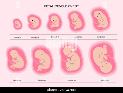 set of fetal development moments Vector illustration Stock Vector Image ...