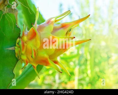 Ripening dragon fruit turning from green to pink on a cactus tree branch in a garden Stock Photo
