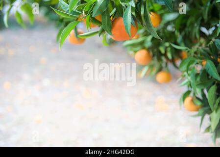 Orange fruits on a branch in citrus garden with copy space Stock Photo
