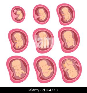 set of fetal development moments Vector illustration Stock Vector Image ...
