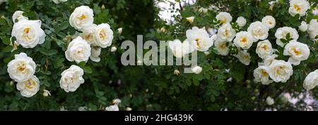 White wild rose standard blossom, natural rose blossom panoramic ...