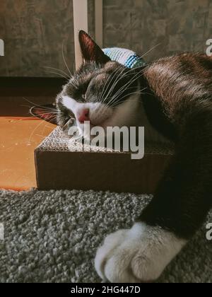 Portrait of a black cat with a white muzzle lying on a nail sharpening box in the spring sun in a room on the floor. Stock Photo