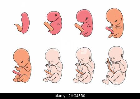 A Vector of Fetal Development illustration Stock Vector Image & Art - Alamy