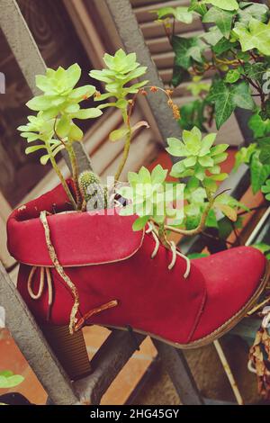 Red boot heel planter with succulents and cactus plants at the window, decorative ornament using recycled objects Stock Photo