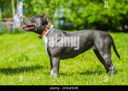 Female blue brindle American Staffordshire Terrier dog or AmStaff on nature Stock Photo