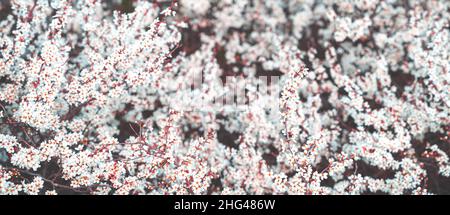 Spring flowering trees. Spring background. Tinted image. Selective focus. Stock Photo
