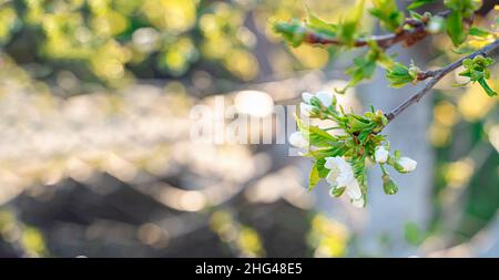 A blooming branch of an apple tree against the background of nature. Spring background. The concept of spring, Easter. Selective focus. Stock Photo