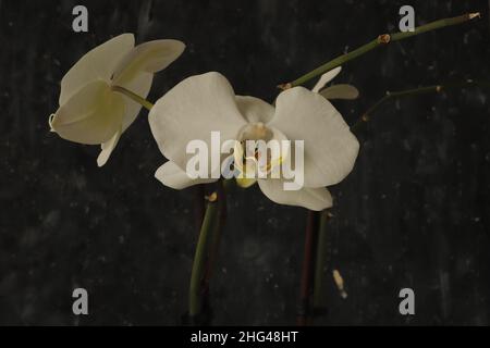 White orchid is between green plant and in front of black background Stock Photo