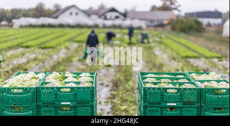 Letuce heads in wooden baskets after manual harvest on organic letuce farm. Agriculture and ecological farming concept. Stock Photo