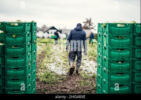 Letuce heads in wooden baskets after manual harvest on organic letuce farm. Agriculture and ecological farming concept. Stock Photo