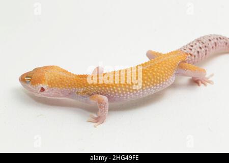 Leopard gecko, Eublepharis macularius, isolated on background Stock Photo