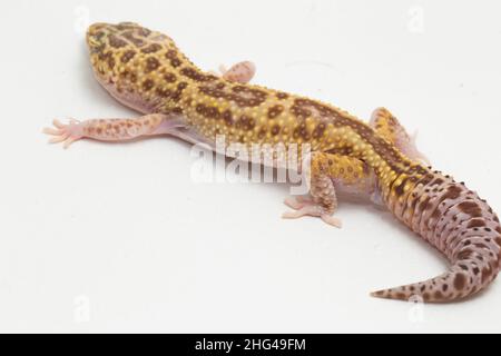 Leopard gecko, Eublepharis macularius, isolated on background Stock Photo