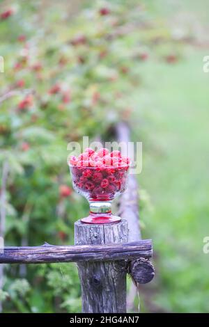 Ripe sweet summer berries. Raspberry in transparent vase on old rough wooden fence. Fresh raspberries on plant branches outdoors. Stock Photo