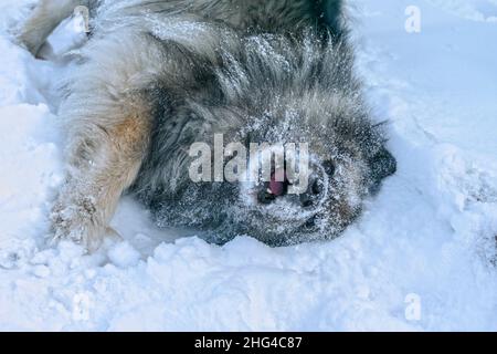 Keeshond dog having fun and relaxing while swimming in the snow Stock Photo