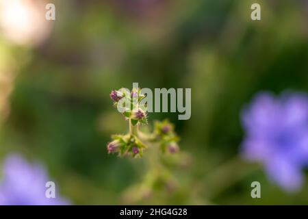 Cichorium intybus flower in meadow, close up Stock Photo