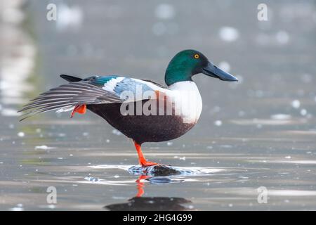 Northern Shoveler Duck standing on a rock in shallow water, stretching his leg and wing. Scientific name Spatula Clypeata. England, UK Stock Photo