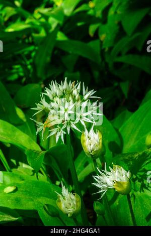 Close up at a Wild Ramsins flowers Stock Photo